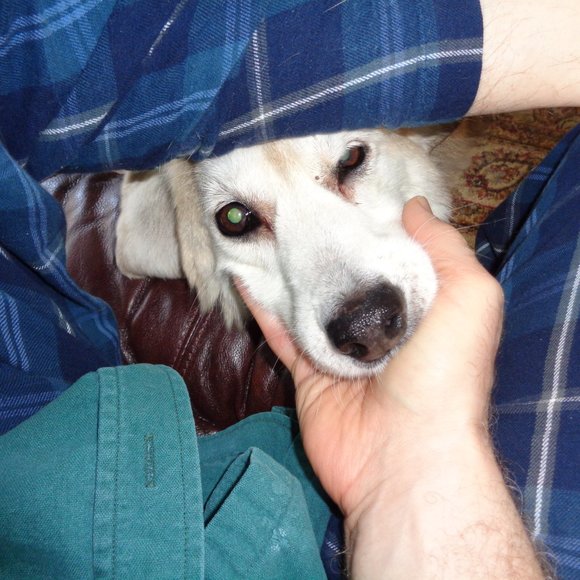 Meet your Posher, Jay-la - Picture 2 of 2